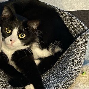 Meet your Posher, Peter